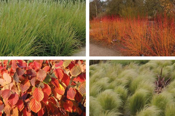 Tolhuispark-Beplanting
